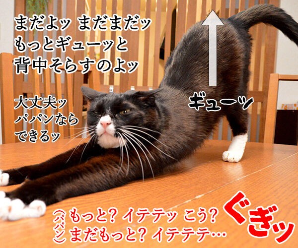 猫のびストレッチでダイエットなのッ あずきさんとだいずさん