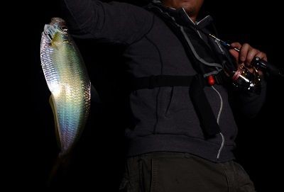 有明ターポン ひとりぼっち釣行記