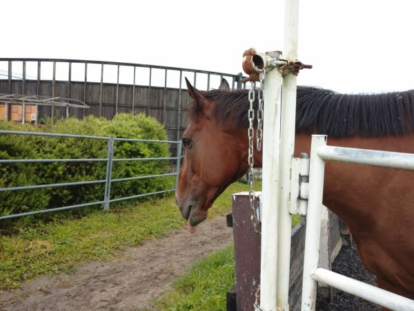 馬に会える場所 乗馬クラブ Eqpic 馬々とりんごの日々