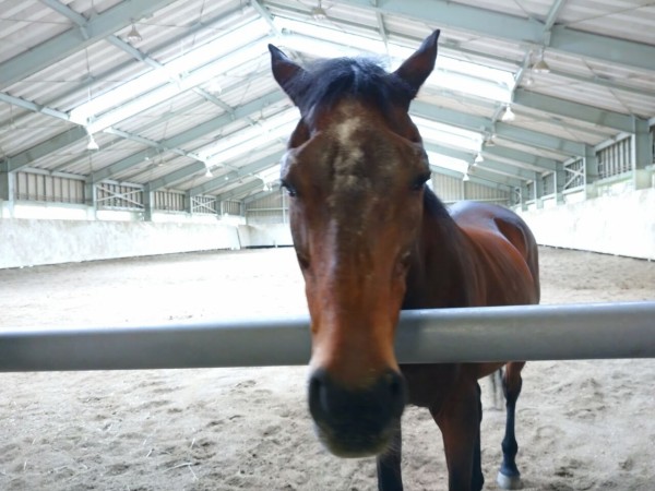 馬に会える場所 ルネサンス棚倉 馬々とりんごの日々