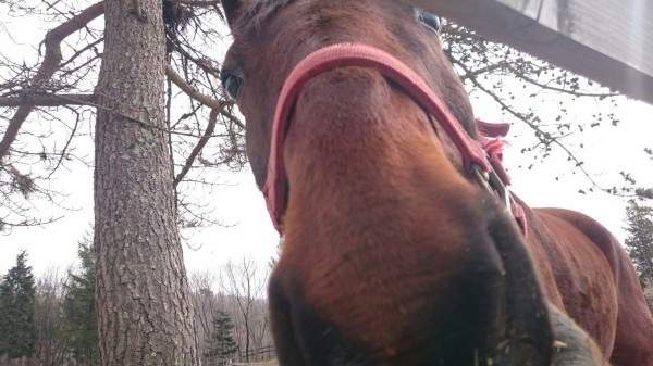 １５７鞍目 久々の調馬索 馬々とりんごの日々