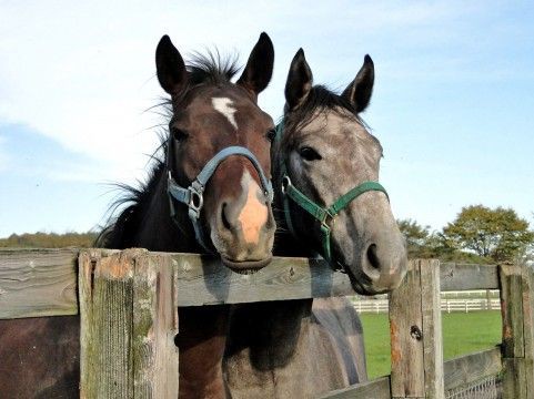 ２４ 鞍目 帰りたがる馬 馬々とりんごの日々