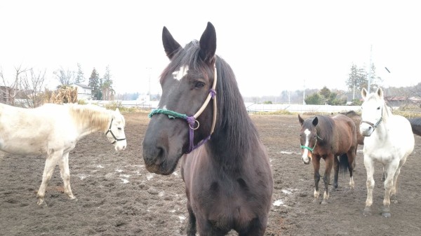 馬を走らせ弓を引く 睦月 馬々とりんごの日々