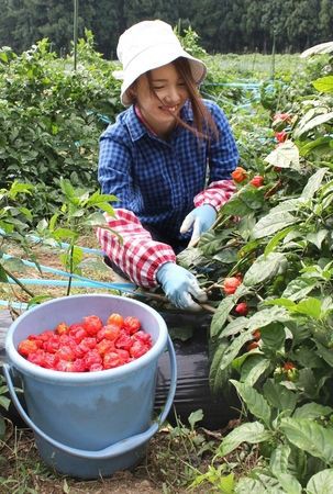 新潟 辛さ世界一 トウガラシ キャロライナ リーパー が鈴なりに 収穫最盛期 妙高市 えんげいぶ