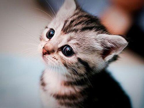 猫を飼うことになりワクチンを打つまで他の猫と接触させないようにしてるのに 母が病気持ちの猫をしきりに近づけてくる 男性様 気団 生活2chまとめブログ