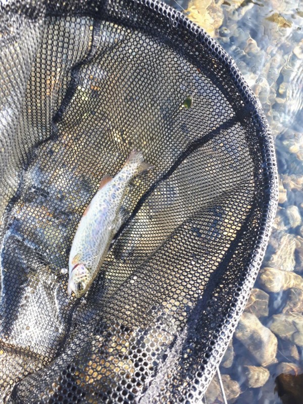 ディスプラウト「スーパーアンディーンsa51UL-H」☆ : 水分だっぷり