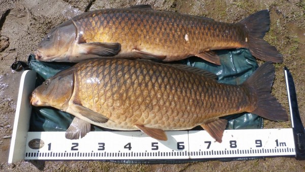 鯉のメーターオーバーばかり 鯉釣りの記録