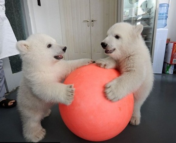 シロクマの子供がボールで遊ぶ姿が可愛いｗ Pettube ペットチューブ