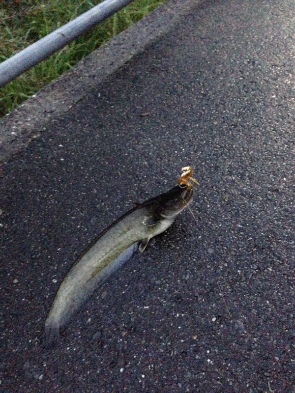 初めてのナマズ トップでナマズ釣り