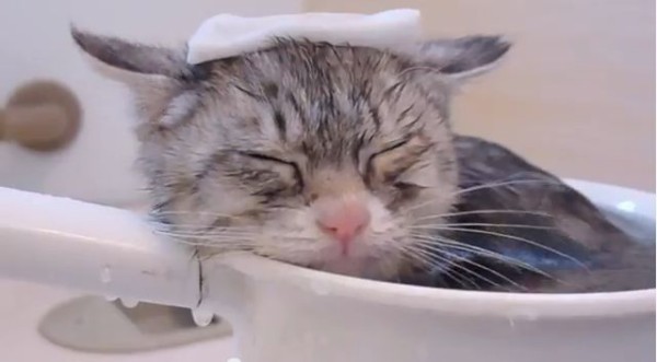 猫のお風呂の入れ方 : はれぞう