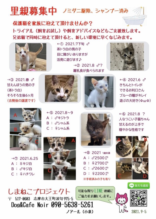 しまねこプロジェクト 里親募集中 Dog Cafe Noir ノアール 三重県志摩市 しまねこプロジェクト 里親募集中 Dog Cafe Noir ノアール 三重県志摩市