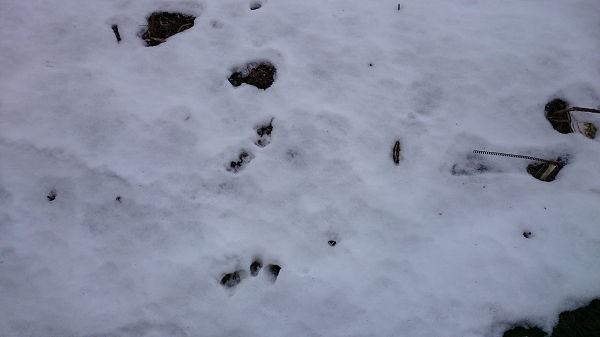 多肉冬越し作戦 埼玉県南部 Part2 屋外編 アヒル百卒長のユーフォルビア戦記