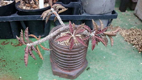 ユーフォルビア デカリー Euphorbia Decaryi ハイブリッド アヒル百卒長のユーフォルビア戦記