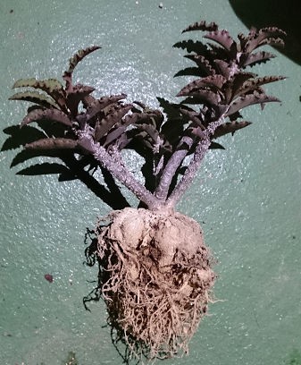 ユーフォルビア デカリー Euphorbia Decaryi ハイブリッド アヒル百卒長のユーフォルビア戦記