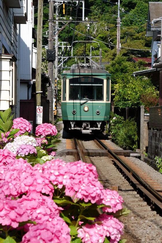 紫陽花を訪ねて・六月の江ノ電 : 東京おとなガレージ