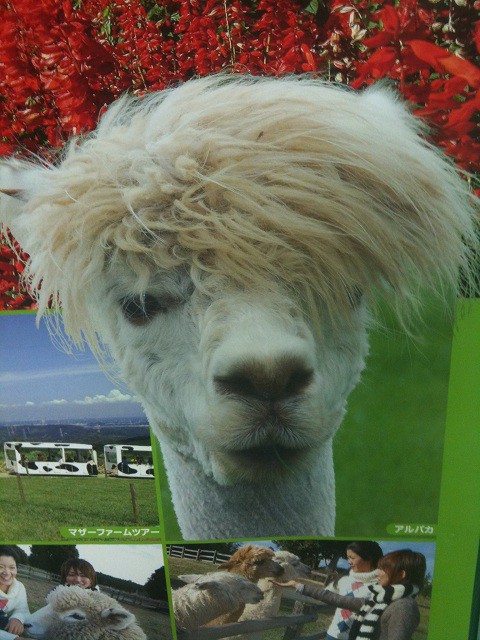 マザー牧場のポスターのアルパカが市橋に似てる件 ムズ痒いブログ