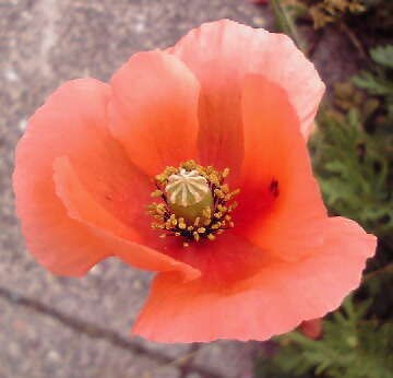 植えてはならぬ ムズ痒いブログ