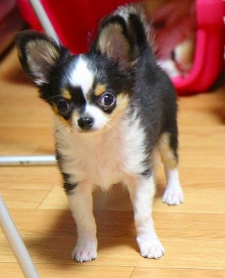 ロングコート チワワ ブラックタン ホワイトの男の子 チワワ専門犬舎 ディアレストエンジェル子犬の紹介 ロングコート チワワ ブラックタン ホワイトの男の子 チワワ専門犬舎 ディアレストエンジェル子犬の紹介