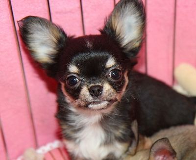 チワワ ロングコート ブラックタンの男の子 チワワ専門犬舎 ディアレストエンジェル子犬の紹介 チワワ ロングコート ブラックタンの男の子 チワワ専門犬舎 ディアレストエンジェル子犬の紹介