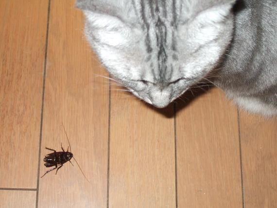 ゴキの惨殺byでぶ猫クレア でぶ猫相撲部屋