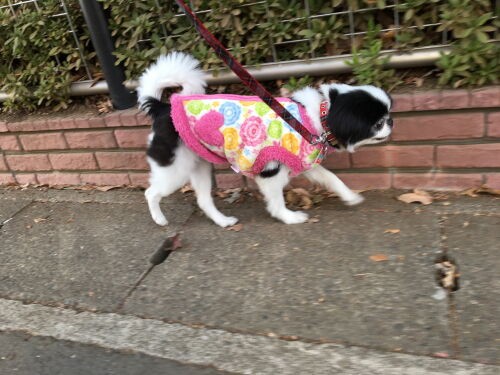 散歩 狆犬わかと熟男のhappy Life