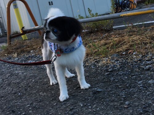 散歩 狆犬わかと熟男のhappy Life