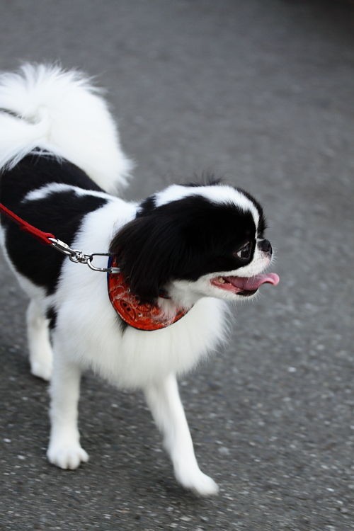 ダッシュで散歩へ 狆犬わかと熟男のhappy Life