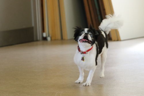 室内ドッグラン 狆犬わかと熟男のhappy Life