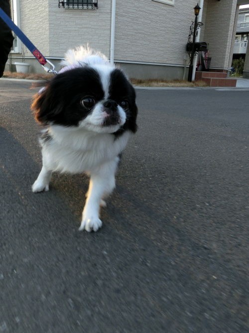 アップリケ 狆犬わかと熟男のhappy Life