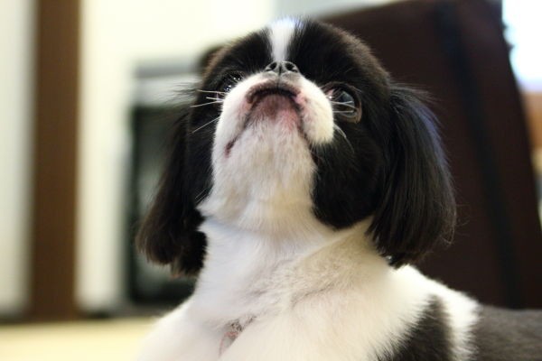 わかの横顔 狆犬わかと熟男のhappy Life