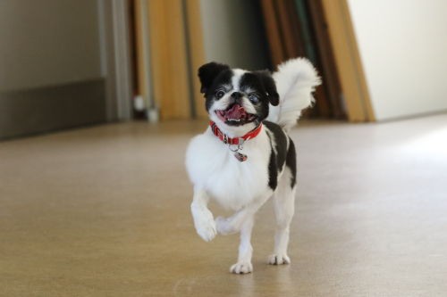 室内ドッグラン 狆犬わかと熟男のhappy Life