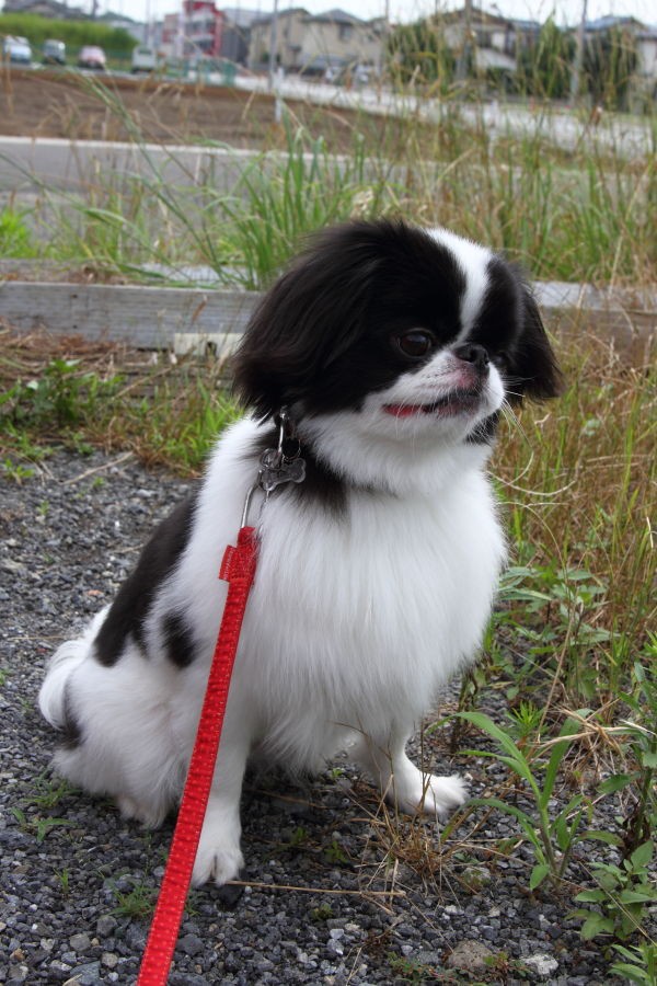 すっきりサマーカット 狆犬わかと熟男のhappy Life