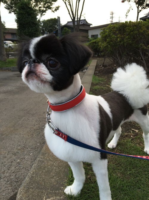 サマーカット 狆犬わかと熟男のhappy Life