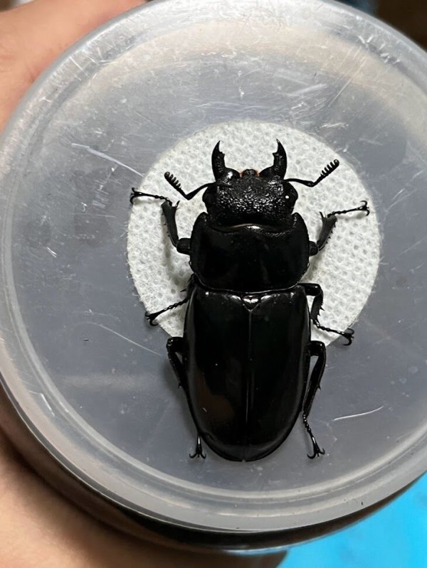 【標本】リノケロスフタマタクワガタ　スマトラ島産　98.0ミリ　野外品 標本】リノケロスフタマタクワガタ スマトラ島産 98.0ミリ 野外品