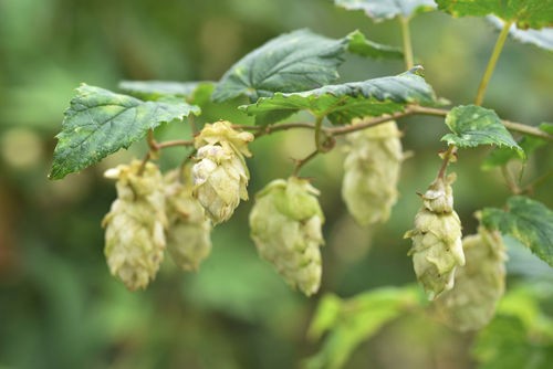 クラフトビールには在来種のホップを きもち金持ちのむらから 天栄 湯本 でどやま物語