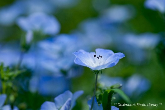 くりはま花の国 ２ ２ D S Photo Diary