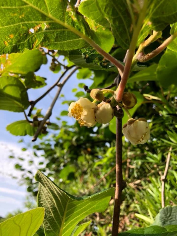 キウイの花 木偶 の会