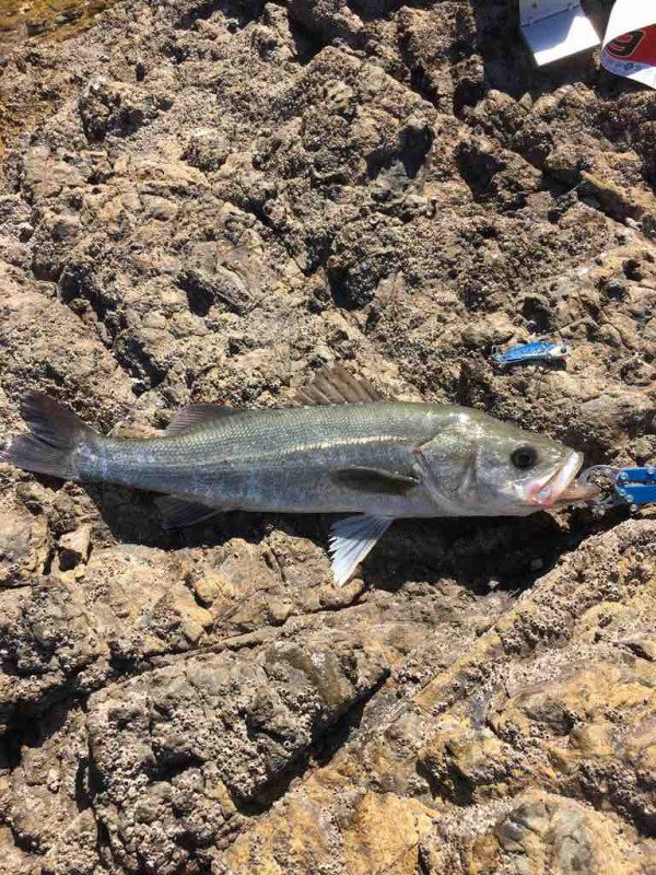 シーバス釣行とバラシを減らす方法を実践してみた No Fishing No Life