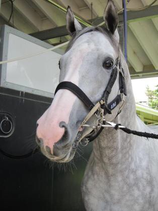 Jra史上一番かっこいい競走馬といえば ハロン棒ch 競馬まとめ