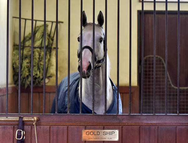 ゴールドシップ容疑者 牡８歳 ｗｗｗｗｗｗｗｗｗｗｗｗｗｗｗｗｗ ハロン棒ch 競馬まとめ