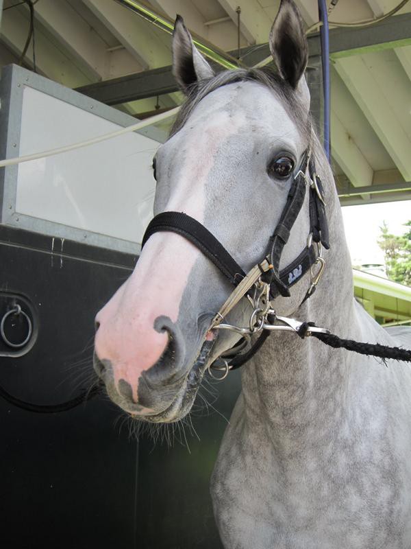 オルフェーヴルの兄弟を見ていると猫3相関図を思い出す ハロン棒ch 競馬まとめ