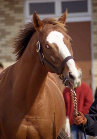 オルフェーヴルの兄弟を見ていると猫893相関図を思い出す ハロン棒ch 競馬まとめ