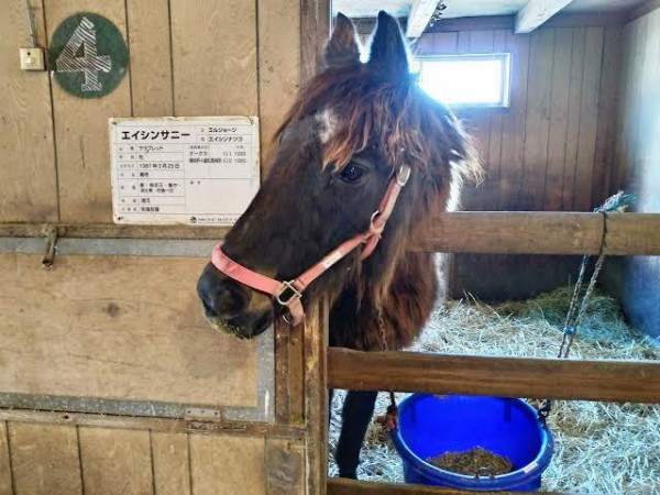 ナイスネイチャさん ３２歳でまだ生きている ハロン棒ch 競馬まとめ