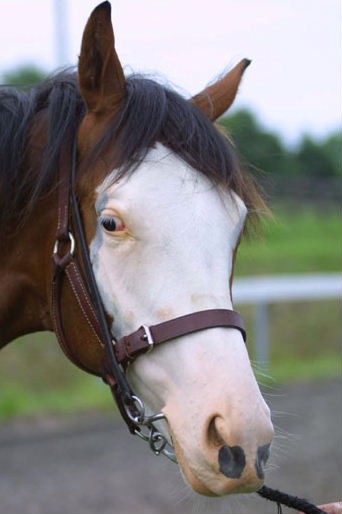 イケメンな馬と言えばトウカイテイオーだけど ハロン棒ch 競馬まとめ