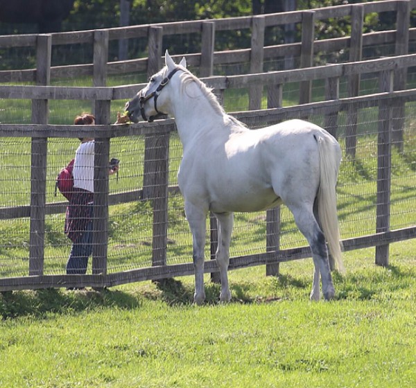 Umajoさん ゴールドシップに餌付けしてしまう ハロン棒ch 競馬まとめ Umajoさん ゴールドシップに餌付けしてしまう ハロン棒ch 競馬まとめ