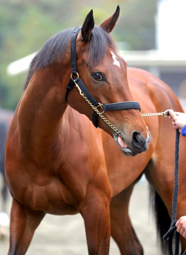 一番可愛い牝馬 ハロン棒ch 競馬まとめ