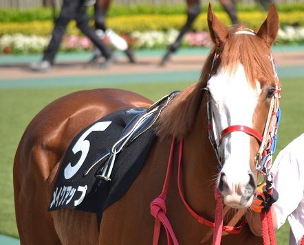 イケメンな馬と言えばトウカイテイオーだけど ハロン棒ch 競馬まとめ