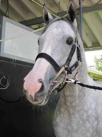 一番可愛い牝馬 ハロン棒ch 競馬まとめ