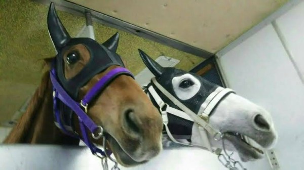 かわいい馬の画像ください ハロン棒ch 競馬まとめ