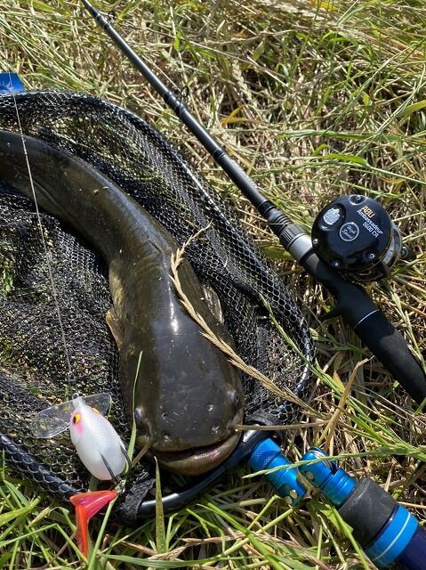 メガバス モンスターキス バトラクス ビッグガボット 雷魚 鯰